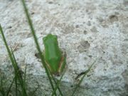 ファイル 1238-1.jpg