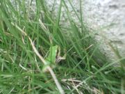 ファイル 1238-2.jpg