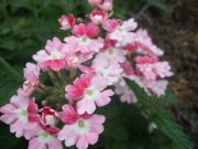 ファイル 1240-1.jpg