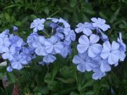 ファイル 1242-1.jpg