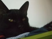 ファイル 1243-1.jpg