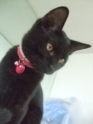 ファイル 1243-2.jpg