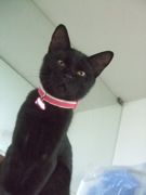 ファイル 1243-3.jpg