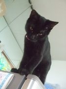 ファイル 1243-4.jpg