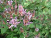 ファイル 1244-1.jpg