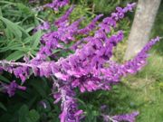 ファイル 1246-1.jpg