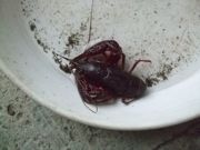 ファイル 1251-1.jpg