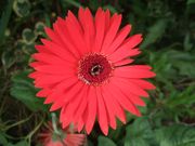 ファイル 1252-1.jpg