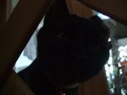 ファイル 1253-1.jpg