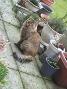 ファイル 1254-1.jpg