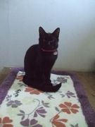 ファイル 1257-1.jpg