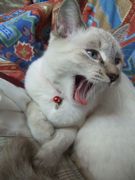 ファイル 1264-1.jpg