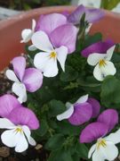 ファイル 1266-1.jpg