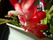 ファイル 1283-1.jpg