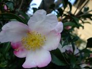 ファイル 1290-1.jpg