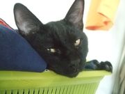 ファイル 1303-1.jpg