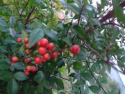 ファイル 1311-1.jpg