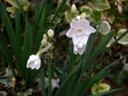 ファイル 1319-1.jpg