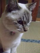 ファイル 1323-1.jpg