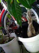 ファイル 1325-1.jpg