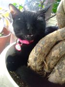 ファイル 1328-1.jpg