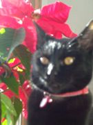 ファイル 1331-1.jpg