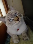 ファイル 1331-3.jpg