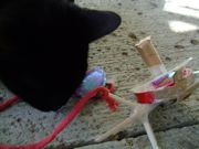 ファイル 1332-1.jpg