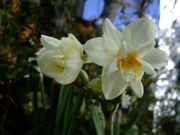 ファイル 1336-1.jpg