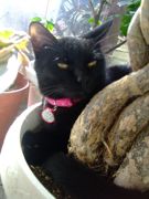 ファイル 1337-1.jpg