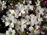 ファイル 1339-1.jpg