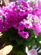 ファイル 1346-1.jpg