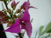 ファイル 1348-1.jpg