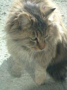 ファイル 1350-1.jpg