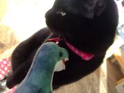 ファイル 1351-4.jpg