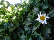 ファイル 1352-1.jpg