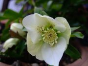 ファイル 1357-1.jpg