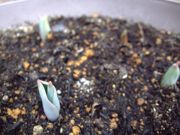 ファイル 1359-1.jpg