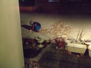 ファイル 1363-1.jpg