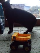 ファイル 1364-1.jpg