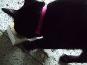 ファイル 1365-2.jpg