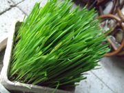 ファイル 1368-1.jpg