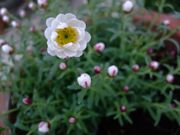 ファイル 1371-1.jpg