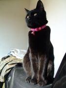 ファイル 1373-2.jpg