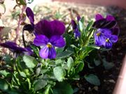 ファイル 1377-1.jpg