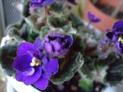 ファイル 1382-1.jpg