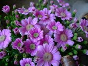 ファイル 1385-1.jpg