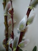 ファイル 1386-1.jpg