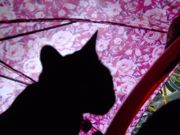 ファイル 1387-1.jpg