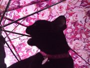 ファイル 1387-2.jpg